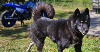 marlene pet sitter à AUNEAU BLEURY ST SYMPHORIEN 28700_45