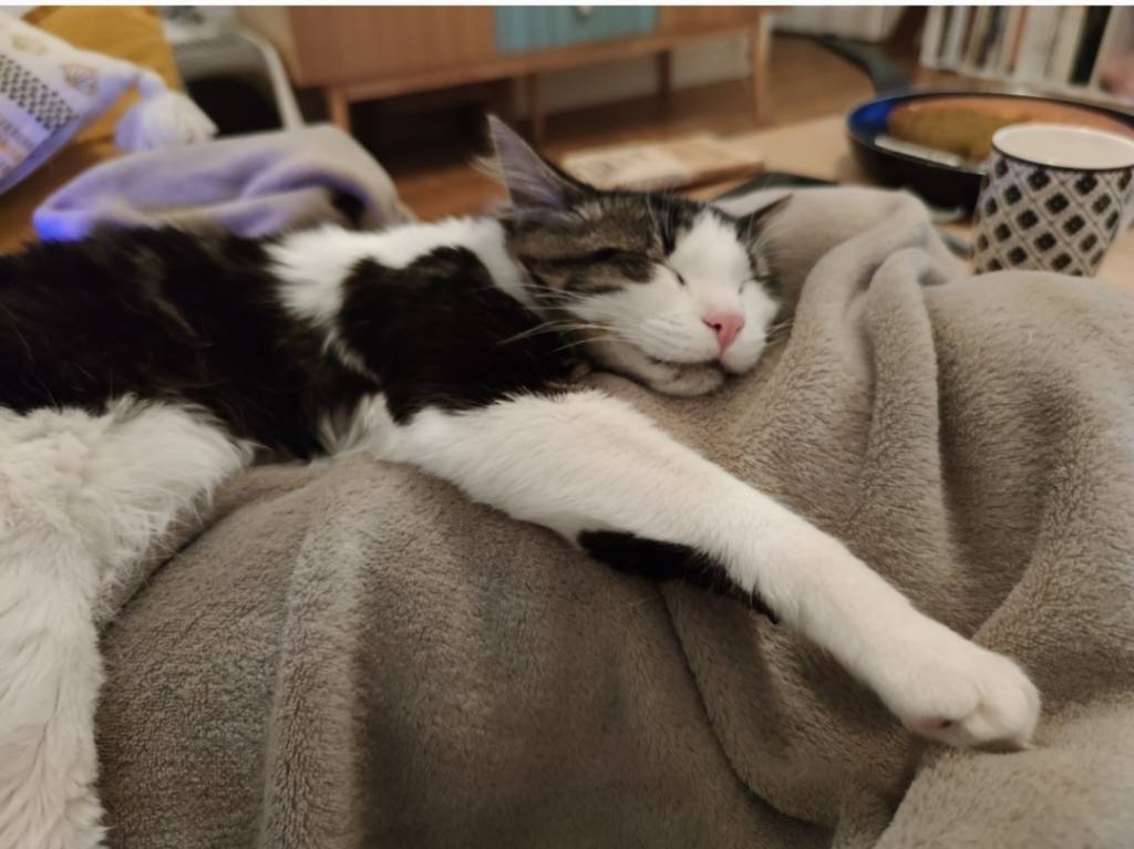 Marie cat sitter à Maisons-Alfort 94700_3