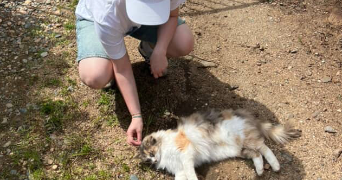 chiara pet sitter à NANTERRE 92000_7