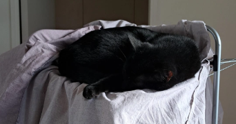 camille pet sitter à lyon 69008_9
