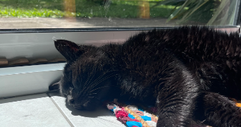 mathilde et florian  pet sitter à RENNES 35000_1