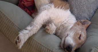 carol pet sitter à HAGUENAU 67500_7