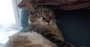 alissia pet sitter à RODILHAN 30230_2