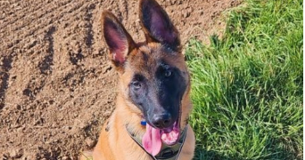 severine pet sitter à GEISPOLSHEIM 67118_2