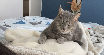 marion pet sitter à ST MEEN LE GRAND 35290_3