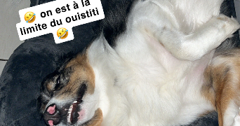 olivia pet sitter à SEVREMOINE 49230_1