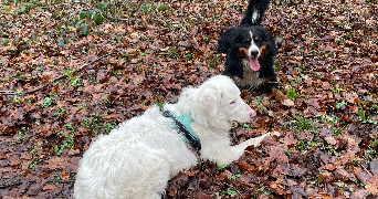 audrey pet sitter à HEUDEBOUVILLE 27400_3