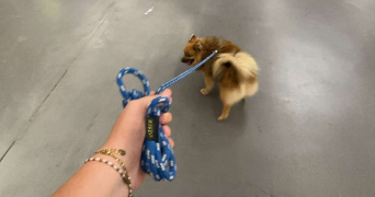 anaïs pet sitter à LE PLESSIS PATE 91220_5