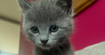 lola pet sitter à Montpellier 34090_2