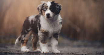 juliette pet sitter à LILLE 59160_6