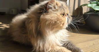 Marina pet sitter à Carrières-sous-Poissy 78955_8