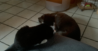 julia pet sitter à DARNETAL 76160_0