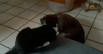 julia pet sitter à DARNETAL 76160