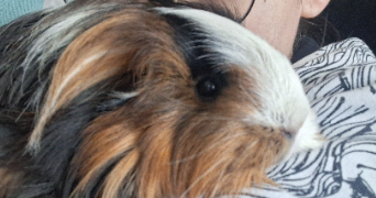 océane pet sitter à DOMPREMY 51300_2