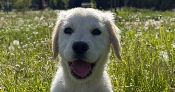 eva pet sitter à HOLTZHEIM 67810_0