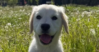 eva pet sitter à HOLTZHEIM 67810