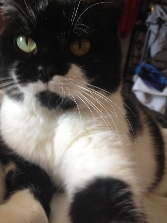 veronique pet sitter à Épinay-sur-Seine 93800_1