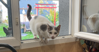 jade pet sitter à MERICOURT 62680_3