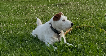 claire pet sitter à NOISY LE ROI 78590_9