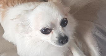 alexis pet sitter à BERCK 62600_1