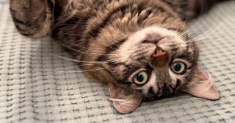 alexia pet sitter à Villeneuve Loubet 06270_1