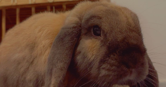 ilona pet sitter à ST ETIENNE DE TULMONT 82410_4