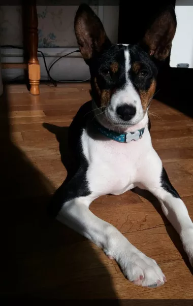 Aurélie pet sitter à Auneau 28700