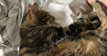 chloé pet sitter à MARSEILLE 06 13006_4