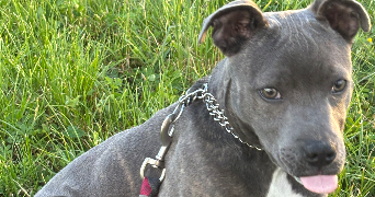noemie pet sitter à TROSLY BREUIL 60350_1