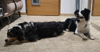 laure pet sitter à ENTRE VIGNES 34400_9