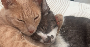 eloïse pet sitter à LANNEANOU 29640_0