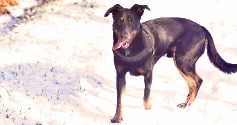 justine pet sitter à FRESNAY SUR SARTHE 72130_4