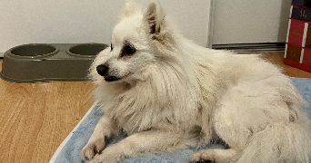 maurane pet sitter à LE BOUSCAT 33110_2