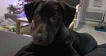 cédric pet sitter à PIERRELAYE 95480_1