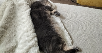roxane pet sitter à LYON 02 69002_2