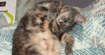 maia pet sitter à HAILLICOURT 62940_1
