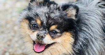 aude pet sitter à ST ETIENNE DU VALDONNEZ 48000_4