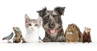 lauriane pet sitter à LE CANNET 06110_0