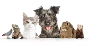 lauriane pet sitter à LE CANNET 06110