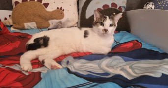 cyrille pet sitter à LUCON 85400_6