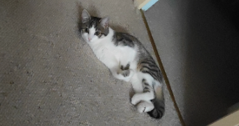 emma pet sitter à ST CYPRIEN 24220_4