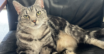 laura pet sitter à CHAMPIGNY SUR MARNE 94500_3