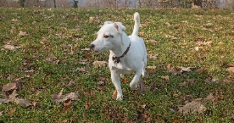 elise pet sitter à CHAMBERY 73000_5