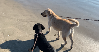 ezra pet sitter à AMIENS 80000_7