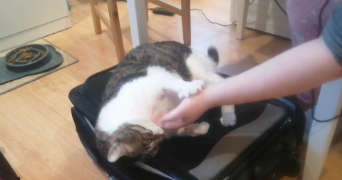virginie cat sitter à IVRY SUR SEINE 94200_1