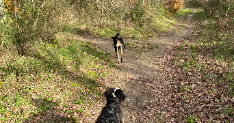 mélodie pet sitter à KINGERSHEIM 68260_1