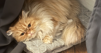 clara pet sitter à PARIS 18 75018_2
