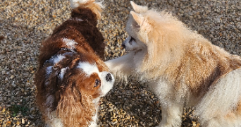 marlene pet sitter à AUNEAU BLEURY ST SYMPHORIEN 28700_44