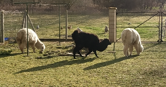 stephane pet sitter à ST GEORGES LES BAILLARGEAUX 86130_2