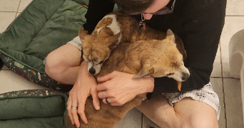 sabrina pet sitter à TOURCH 29140_3